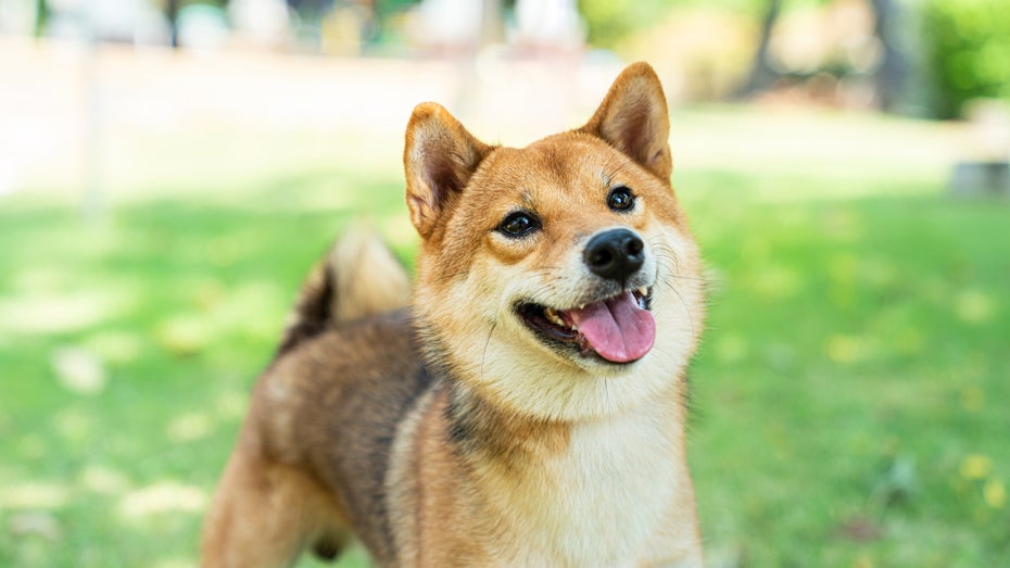 Hype um Shiba Inu vorbei? Fast eine Million Holder sprechen für das Gegenteil