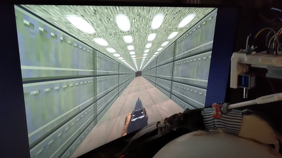Und nun zu etwas komplett anderem: Diese Ratten spielen Doom Und nun zu etwas komplett anderem: Diese Ratten spielen Doom