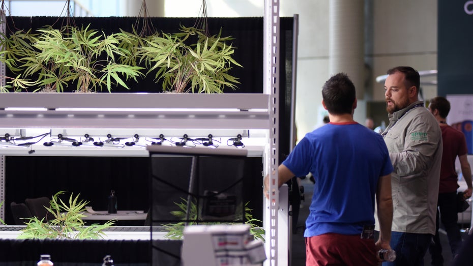 Cannabis-Legalisierung – 10 Player, die dich bald high machen könnten Cannabis-Legalisierung – 10 Player, die dich bald high machen könnten