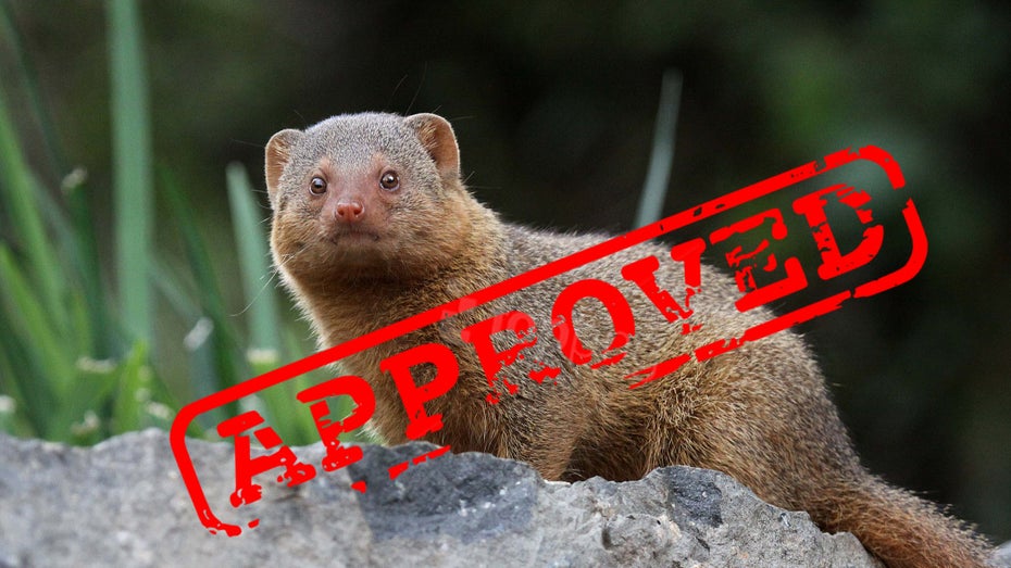 Geburt eines Meme-Coin: Abgeordneter lacht über „Mongoose Coin“ – nicht lange Geburt eines Meme-Coin: Abgeordneter lacht über „Mongoose Coin“ – nicht lange