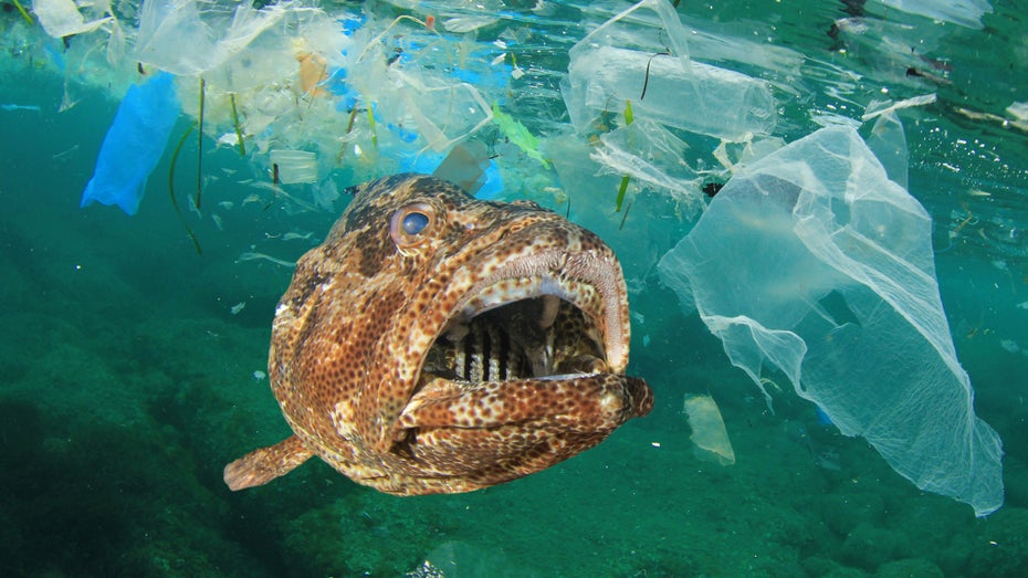 Diese Grafik zeigt euch die Plastikkonzentration in den Weltmeeren