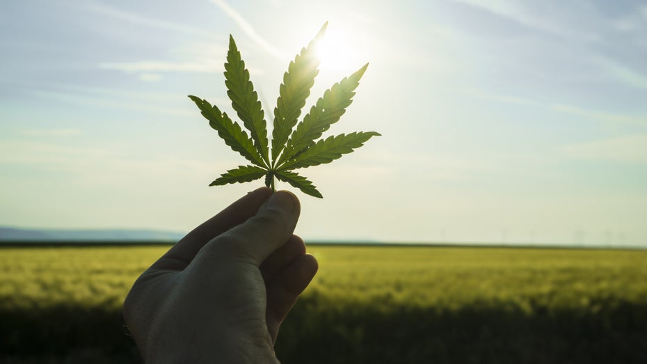 Cannabis könnte Rolle im Kampf gegen Corona spielen. (Foto: Stereo Lights/Shutterstock) Kiffen gegen Corona? Cannabis soll vor Covid-19-Infektion schützen