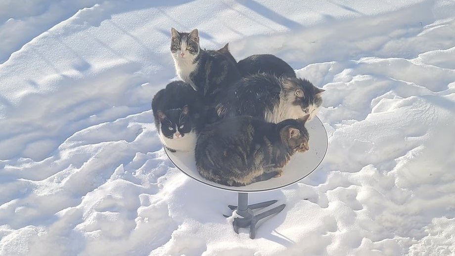Katzen auf Starlink-Schüssel. (Foto: Aaron Taylor/Twitter) Starlink: Katzen lieben Elon Musks Satellitenschüsseln