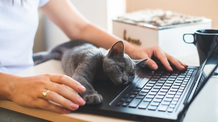 Deshalb spielten Katzen in der Windows-8-Entwicklung eine ganz besondere Rolle Deshalb spielten Katzen in der Windows-8-Entwicklung eine ganz besondere Rolle