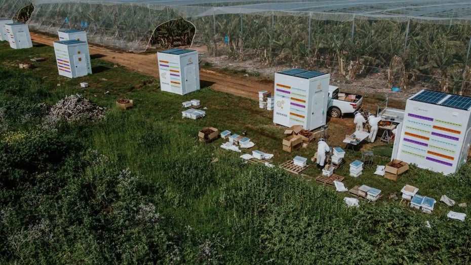 Die modernen Bienenstöcke im Einsatz. (Foto: Beewise) Können diese künstlichen Bienenstöcke die Bienen retten?