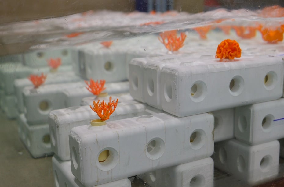 Mit den Reefy-Blöcken sollen sterbende Korallenriffe regeneriert werden. (Bild: Reefy)