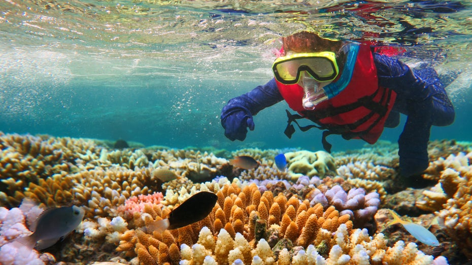 Massenbleiche am Great Barrier Reef – können Startups helfen?