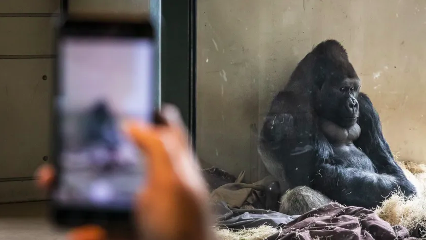 Zahlreiche Zoobesucher fotografieren den 16-jährigen Gorilla Amare. (Bild: Ashlee Rezin/Sun-Times) Dieser Gorilla liebt Smartphones mehr als seine Artgenossen