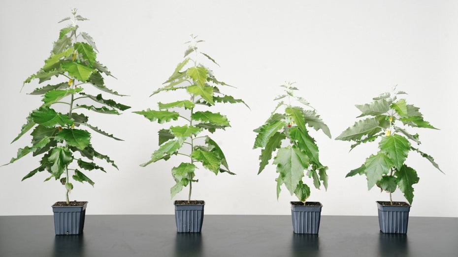 Living Carbon will mit Bäume effizienter machen (Bild: Living Carbon)
Living Carbon: Startup züchtet effiziente Gen-Bäume gegen zu viel CO2