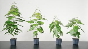 Living Carbon: Startup züchtet effiziente Gen-Bäume gegen zu viel CO2