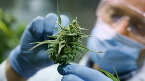 Cannabis-Legalisierung: Kommen bald Shops im Franchise-Modell?
