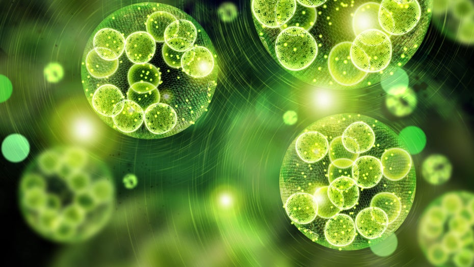 Photosynthese-Prozesse gentechnisch modifizierter Mikroben erzeugen Treibstoff. Auch Kunststoff soll ähnlich synthetisiert werden. (Bild: Ezume Images/ Shutterstock) Bio-Kerosin: Mikroorganismen bauen aus CO2 Kraftstoff zum Fliegen