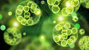 Bio-Kerosin: Mikroorganismen bauen aus CO2 Kraftstoff zum Fliegen