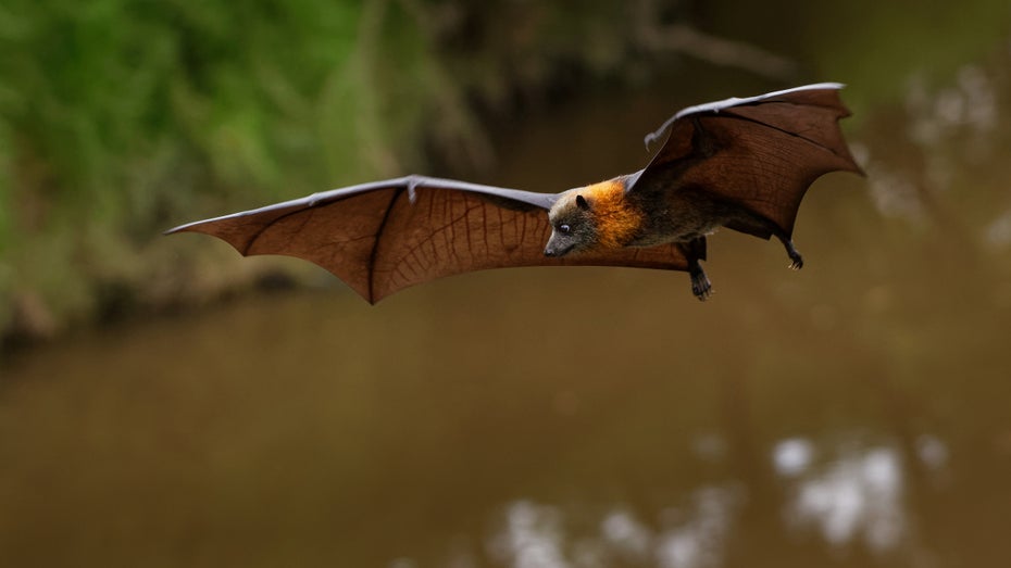 Wurde Covid-19 von Fledertieren auf den Menschen übertragen? (Foto: Martin Pelanek / Shutterstock) Studie: Der Klimawandel könnte noch viel mehr Pandemien hervorbringen