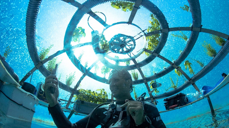 In Nemos Garden können allerhand Pflanzen Unterwasser angebaut werden. (Foto: Nemos Garden) Unterwassergewächshaus könnte die Zukunft der Landwirtschaft sein