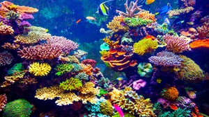 Gegen die Zerstörung: Korallenriffe aus dem 3D-Drucker sollen Probleme lösen