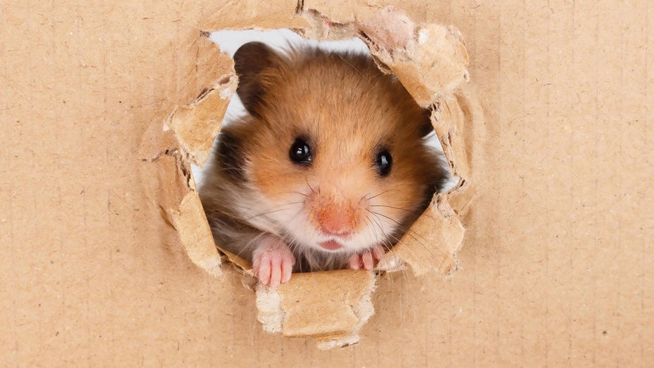 Gen-Experiment: Forscher verwandeln süße Hamster versehentlich in wahre Kampfmonster