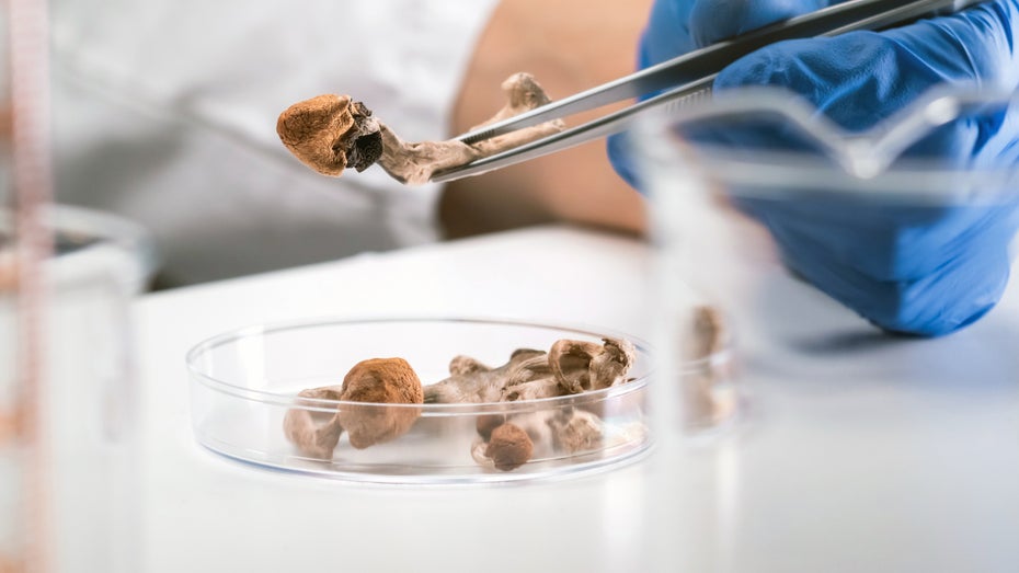 Der psychedelische Wirkstoff Psilocybin wird aus Pilzen gewonnen. (Foto: 24K-Production/ Shutterstock.com) Therapie-Forschung: Startup eröffnet Labor zur Erprobung von Psychedelika