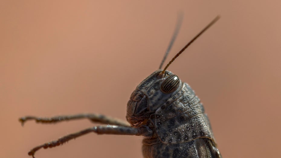 Heuschrecken gibt es weltweit – das Insekt hat mehr als 28.000 Arten. (Foto: Howard Klaaste / Shutterstock) Heuschrecken riechen Krebs: Forscher erschaffen Cyborg-Insektenhirn