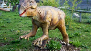 In einem Fossil: Forscher finden erstmals Dino-Bauchnabel