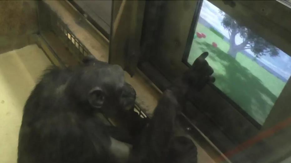 Die Schimpansen lernten schnell, mit dem Touchscreen umzugehen. (Foto: MPI für evolutionäre Anthropologie) Affenstarke VR: Schimpansen spielen Videospiele im Zoo