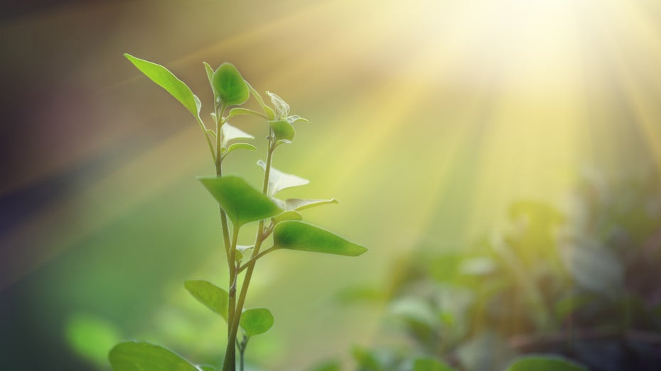 Künstliche Photosynthese: So wachsen Pflanzen auch ohne Licht