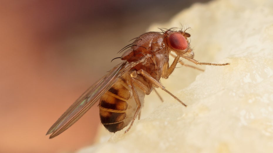 Manipulation von Neuroschaltkreisen: Wissenschaftler steuern Fruchtfliegen fern