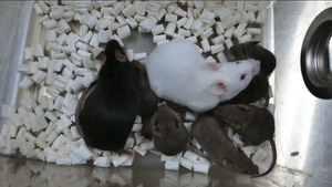 Forscher haben Mäuse aus gefrorenen Hautzellen geklont