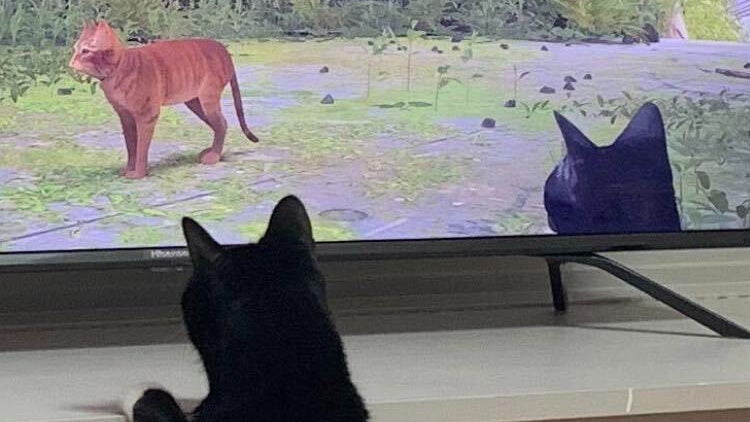 Stray: Wenn die eigene Katze zum NPC wird. (Screenshot: Twitter) In Stray spielt ihr eine Katze – und echte Katzen lieben das