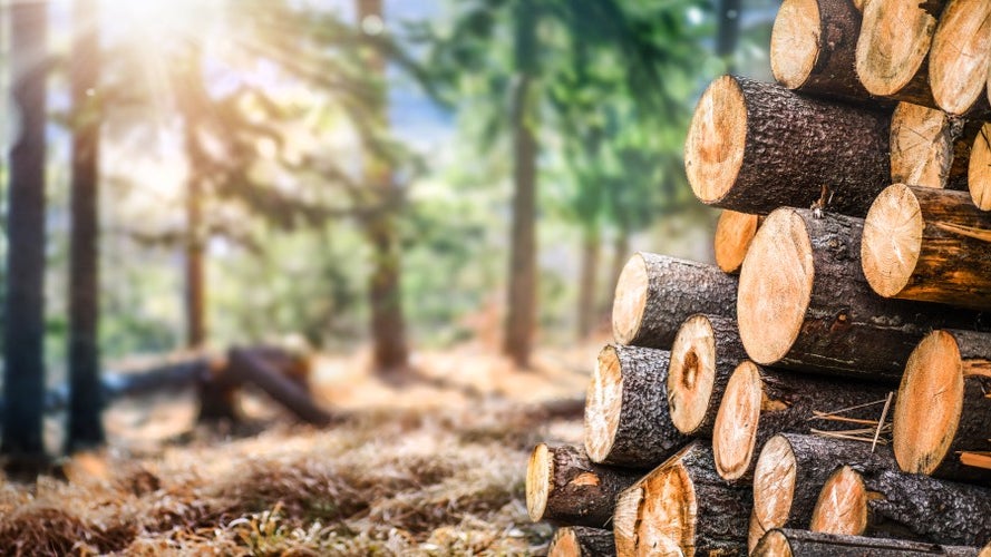 Holz: Nachwachsender Rohstoff als Basis für Elektroauto-Akkus. (Foto: Shutterstock/Krasula) Nachhaltigere E-Mobilität: Northvolt entwickelt Akkus auf Holz-Basis