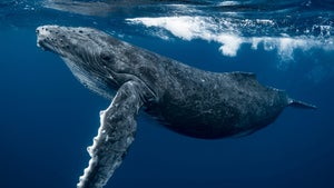 Technik in der Tiefsee: Ungenutzte Glasfaserkabel helfen bei Wal-Forschung