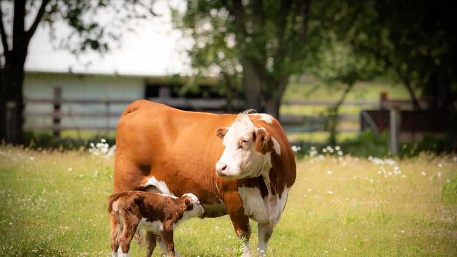Startup will Muttermilch zum Superfood machen Startup will Muttermilch zum Superfood machen