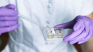 Organernte aus dem Reagenzglas: Startup will menschliche Embryos züchten