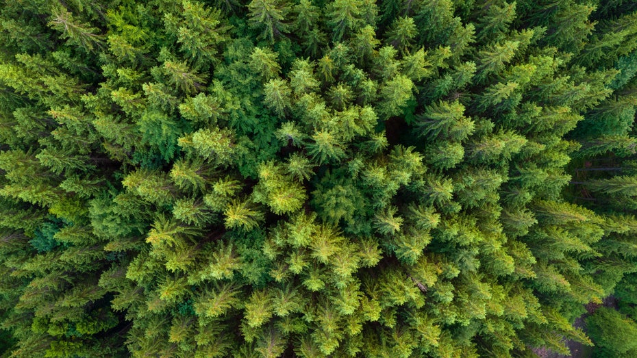 Weniger Wald bedeutet mehr Probleme. (Foto: tetiana_u / Shutterstock) Dieser Satellit soll jeden einzelnen Baum auf der Erde zählen