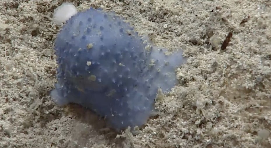 Blue Glue: Das unbekannte Wesen aus dem Meer