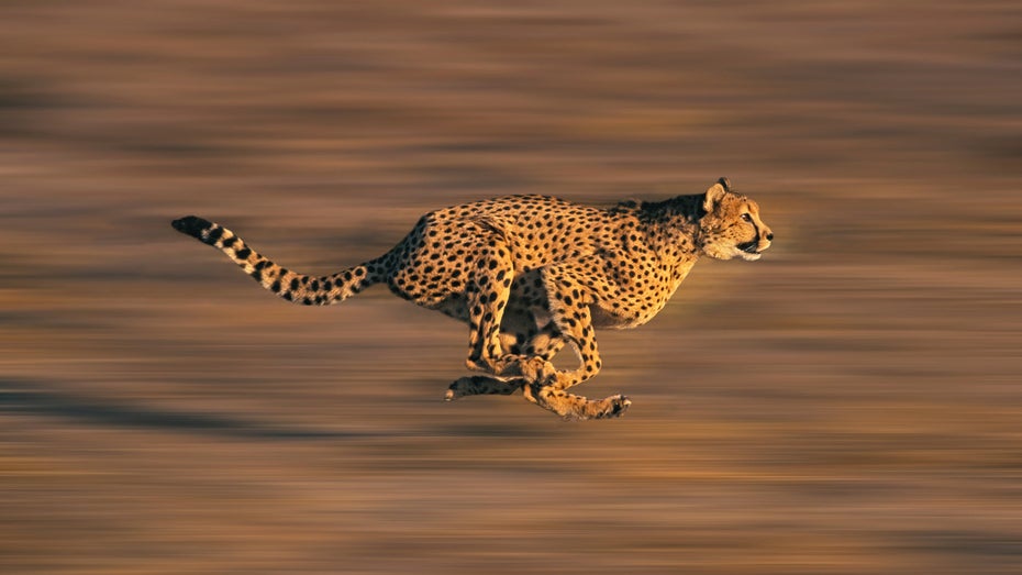 Diese winzigen Roboter sind schneller als ein Gepard