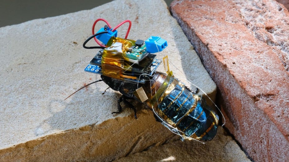 Roboschaben: Diese Cyborg-Kakerlaken sollen einst Menschenleben retten Roboschaben: Diese Cyborg-Kakerlaken sollen einst Menschenleben retten