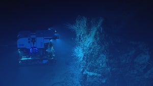 Unbekannte Organismen: Wissenschaft rätselt über blauen Glibber im Ozean
