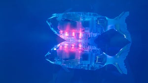 Forscher entwickeln Roboterfisch, der Mikroplastik aufsammeln kann