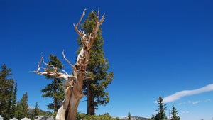 Nicht nur moderne Technik: Alte Bäume können entscheidend bei der CO₂-Speicherung sein