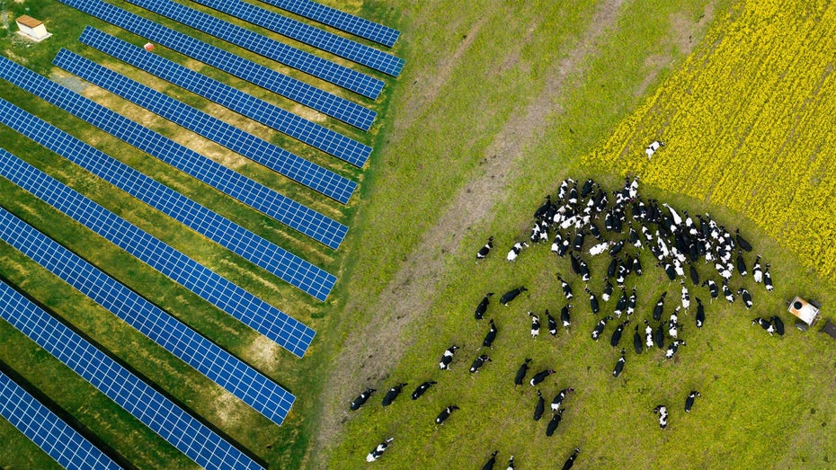 Bauern nutzen Solarzellen, um ihre Ernte zu schützen und Strom zu produzieren