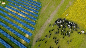 Bauern nutzen Solarzellen, um ihre Ernte zu schützen und Strom zu produzieren