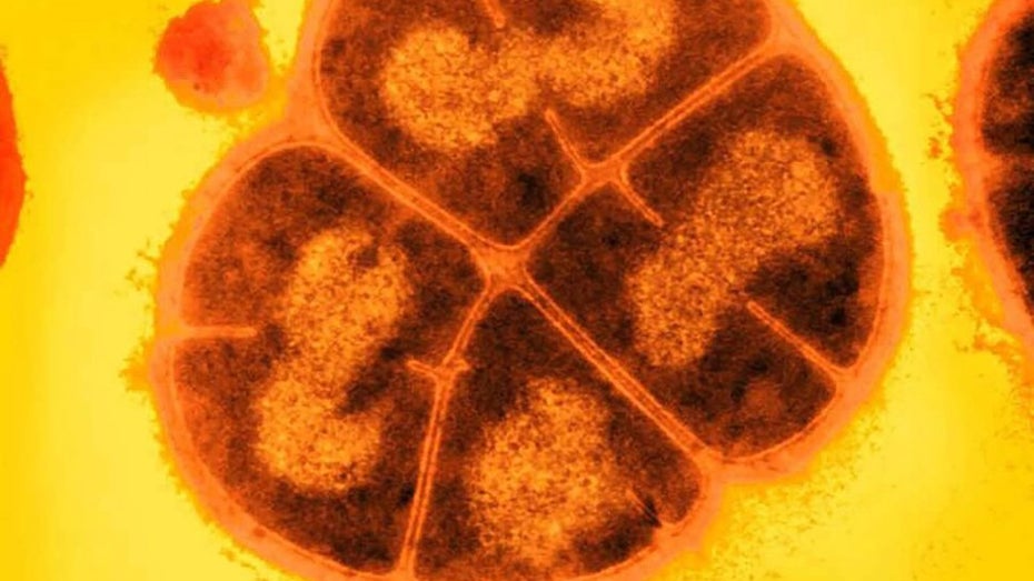 Könnte 280 Millionen Jahre auf dem Mars überleben: „Conan das Bakterium“. (Bild: northwestern.edu) Leben auf dem Mars: „Conan das Bakterium“ zeigt, dass es möglich wäre