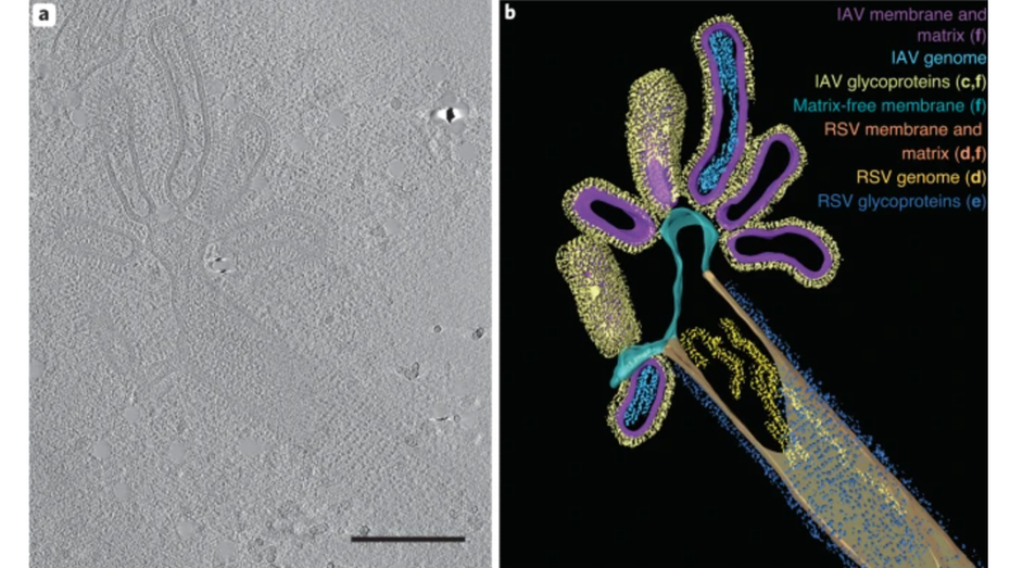 Wissenschaftler entdecken völlig neues Hybrid-Virus