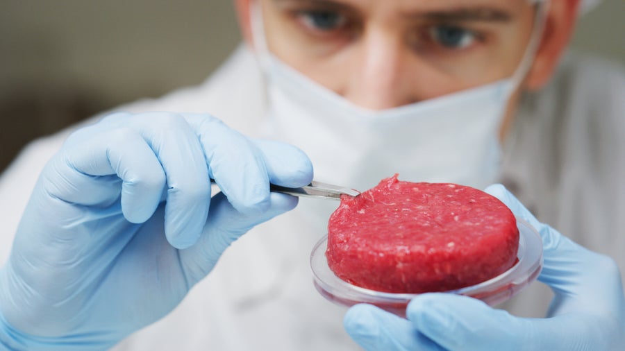 Magneten statt Kälberserum: Neue Wachstumsmethode für Laborfleisch