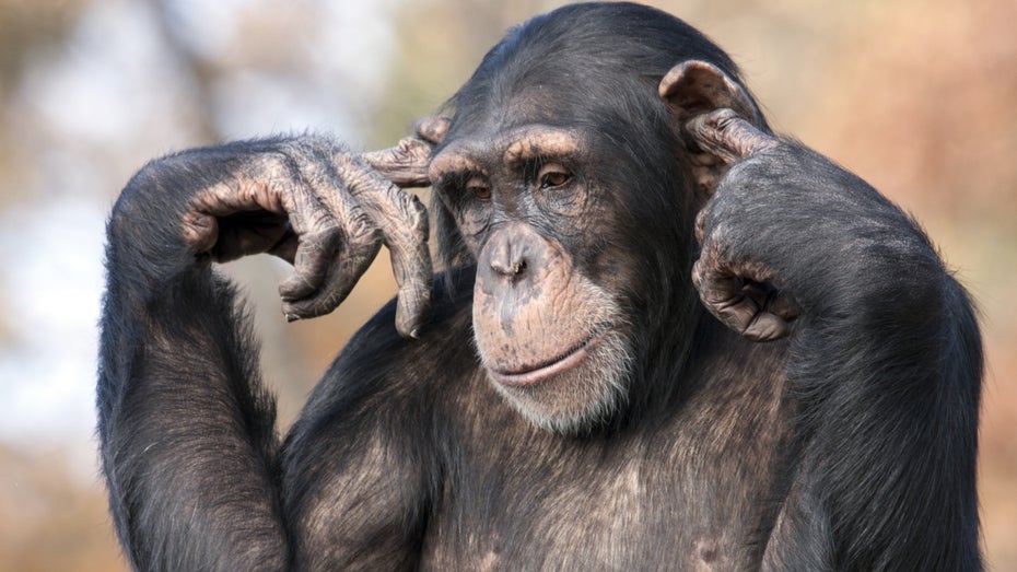 Mit Tieren sprechen dank KI?(Bild: Sharon Morris/ Shutterstock) Mit Tieren sprechen dank KI: Expertin warnt vor Risiken