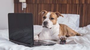 Videospiele für Hunde: Unternehmen entwickelt Konsole für Vierbeiner
