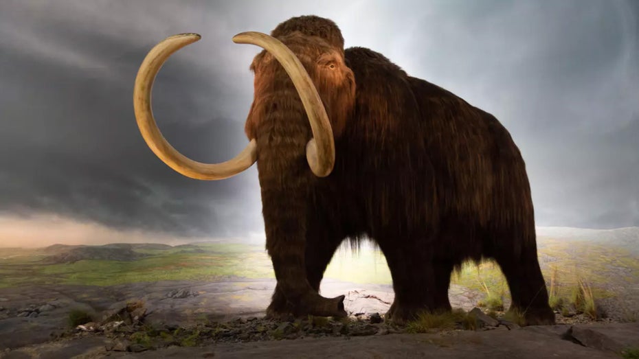 Wollmammut und Beuteltier: Wie ausgestorbene Arten wieder zurückkommen sollen Wollmammut und Beuteltier: Wie ausgestorbene Arten wieder zurückkommen sollen