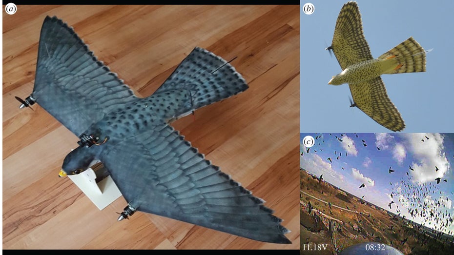Diese Drohne im Falken-Look soll Flughäfen sicherer machen