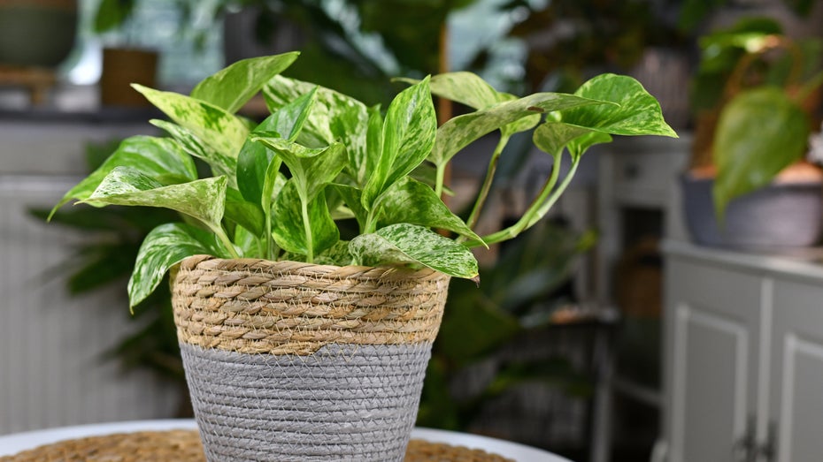Modifizierte „Super-Pflanze“ reinigt Luft 30 Mal besser als normale Pflanzen